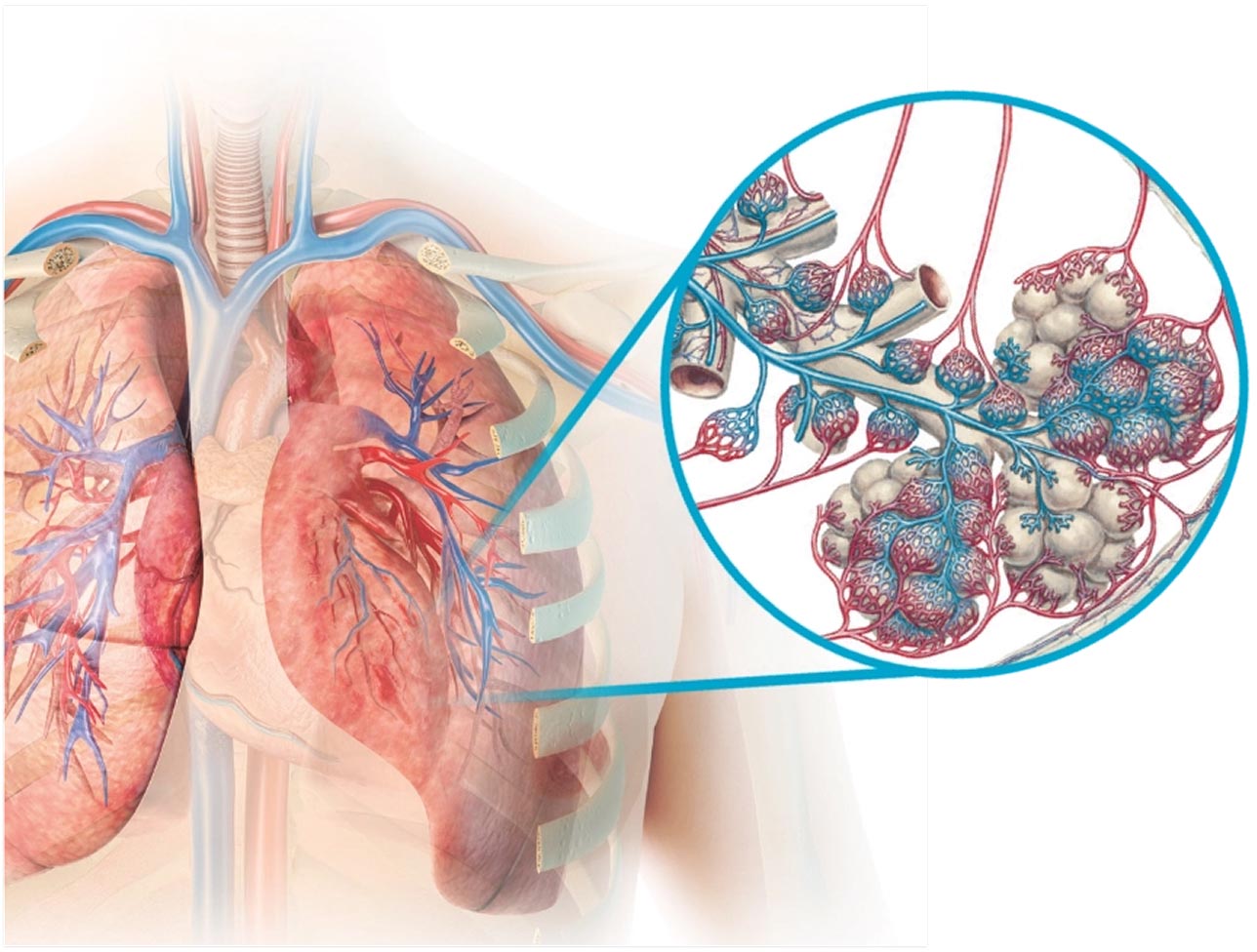 TYVASO working in the lungs